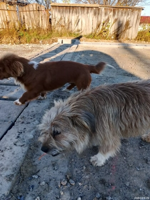 Dau spre adoptie - imagine 5