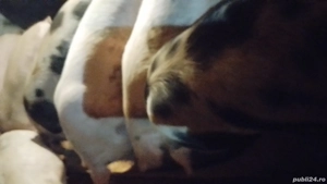 porci de vinzare  - imagine 2