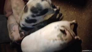 porci de vinzare 