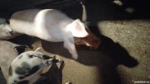 porci de vinzare  - imagine 5