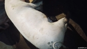 porci de vinzare  - imagine 3