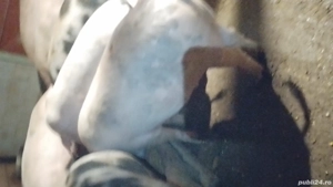 porci de vinzare  - imagine 4