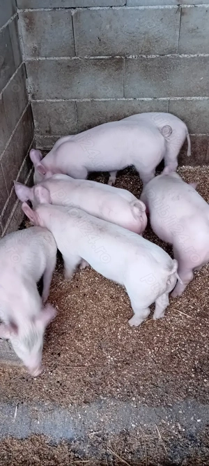 Purcei rasa Marele Alb