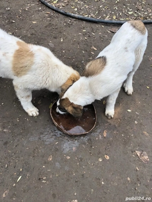 Disponibil 2 baieti - imagine 2