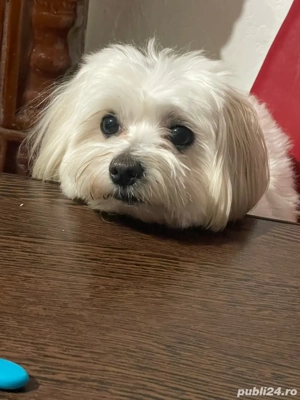 Plimb m câini & Pet Sitter în Arad Disponibili dup -amiaz 