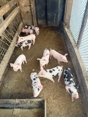 Purcei 7-8 săptămâni 