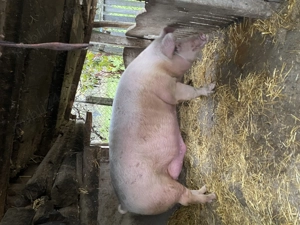 Porc de vânzare! - imagine 2