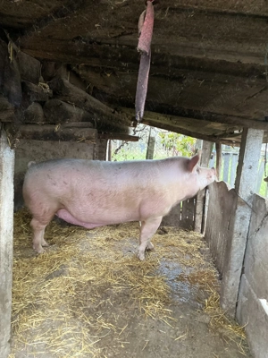 Porc de vânzare! - imagine 4