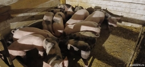 vând purceii intarcati și deparazitați 