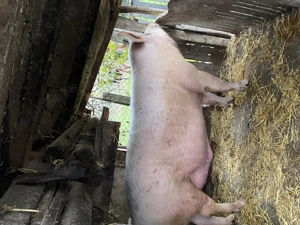 Porc de vânzare! - imagine 3