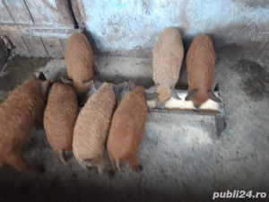 porci mangalita de vazare 