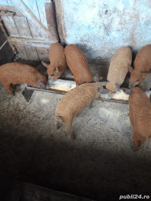 porci mangalita de vazare  - imagine 2