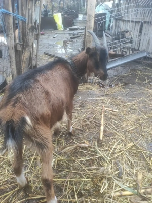 Alpină franceză  - imagine 5