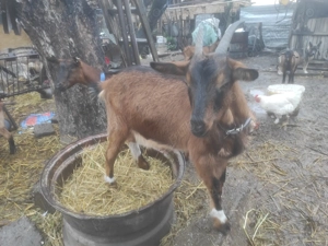 Alpină franceză  - imagine 4