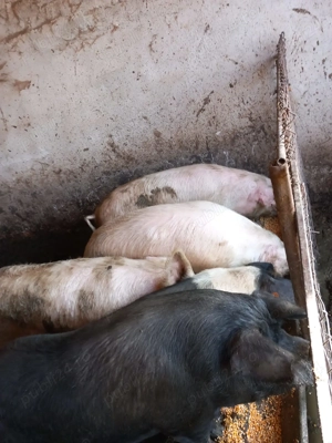 Porci de sacrificat