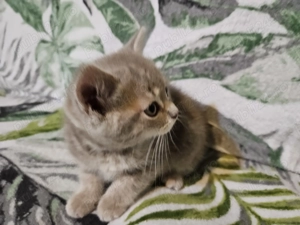 Pisicuta Scottish Straight Golden Tabby - imagine 2