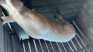 Vând porci rasa marele alb - imagine 2