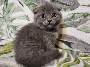 Pisicuta scottish fold blue