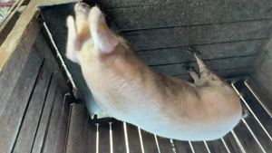 Vând porci rasa marele alb - imagine 3