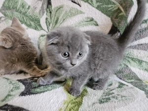 Pisicuta scottish fold blue - imagine 2