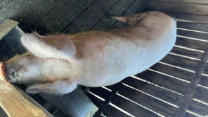 Vând porci rasa marele alb