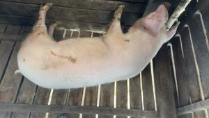 Vând porci rasa marele alb - imagine 5