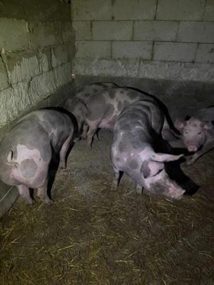 Porci Petrean si Marele Alb Bihor - imagine 3