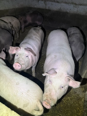 Porci Petrean si Marele Alb Bihor - imagine 2