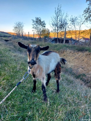 Vand capre, iedute si tap - imagine 4