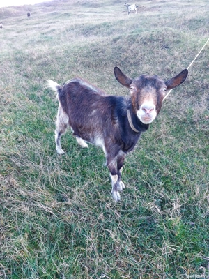 Vand capre, iedute si tap - imagine 5