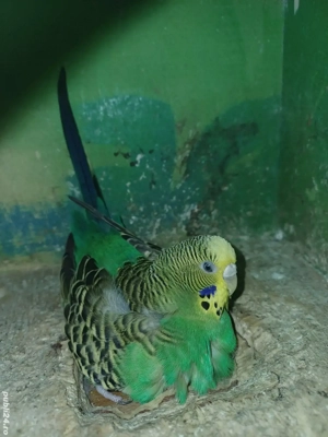 perusi pui si maturi