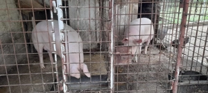 Vând porc pana în 150 kg