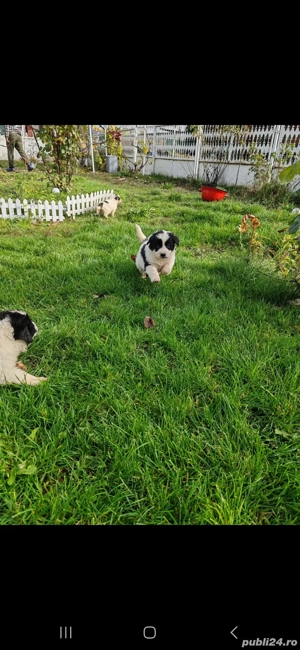 Vand caine Ciobanesc de Bucovina