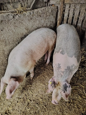 PORCII disponibilii.