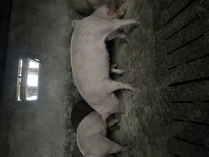 Porci între 100 și 200 de kg 