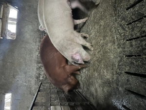 Porci între 100 și 200 de kg  - imagine 2