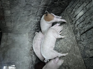 Porci între 100 și 200 de kg  - imagine 4