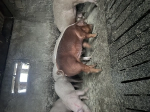 Porci între 100 și 200 de kg  - imagine 3