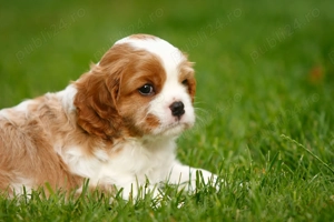 HRANA GRATUITA-Rezerva acum Cavalier King Charles cu Factura,Carnet,Microcip-Transport la Bucuresti - imagine 4