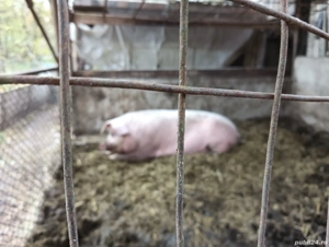 Vând porci pentru Crăciun - imagine 2