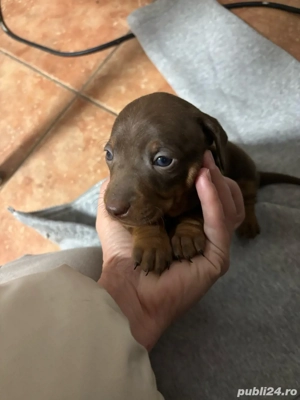 vand pui teckel  - imagine 2