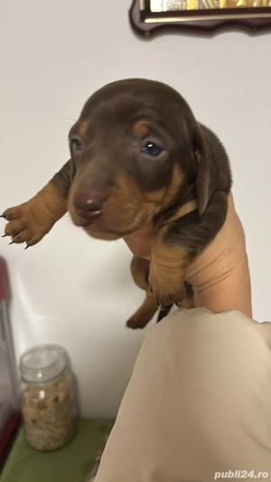 vand pui teckel  - imagine 3