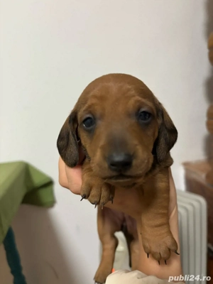 vand pui teckel  - imagine 4