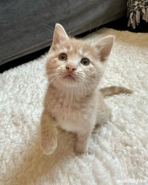 British Crem  - imagine 2