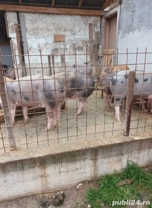vând porci  - imagine 2
