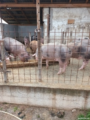 vând porci 