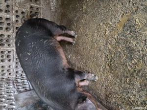 vand porc rasa duroc  - imagine 3