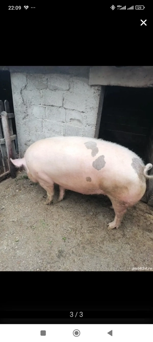 porc pentru sacrificat