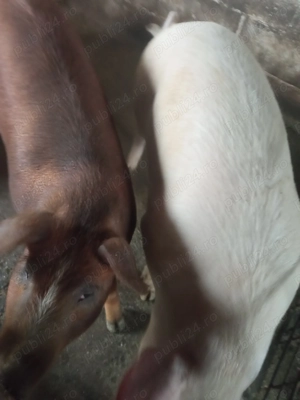 Porci de vânzare  - imagine 4