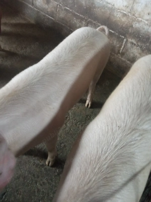 Porci de vânzare  - imagine 3